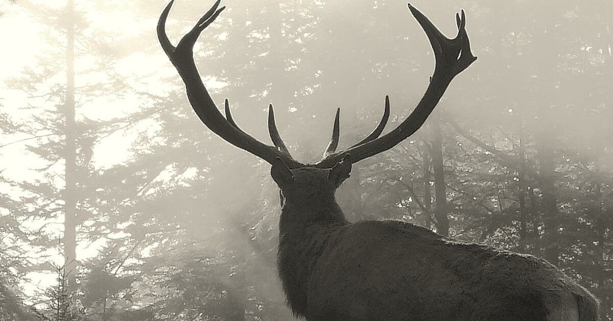 „Krone" war live dabei - Gigantisch: Wenn der Hirsch nach ...