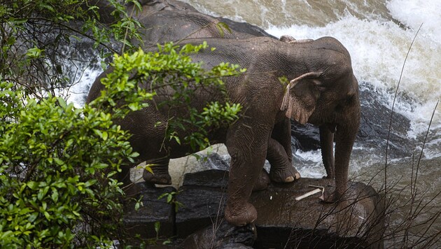 Wildhüter konnten zwei Elefanten retten. (Bild: APA/AFP/Thai News Pix/Panupong Changchai)