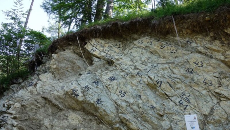 Die Gesteinsschichten in Ebensee, in denen der versteinerte Pliosaurier-Zahn gefunden wurde. (Bild: APA/NHM Wien/Lukeneder)