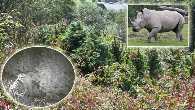 Im Nashorn-Gehege und in einem Waldstück in Saalfelden wurde schon Cannabis angebaut. Einer der „Bauern“ wurde von einer Wildtierkamera abgelichtet. (Bild: Polizei/Tschepp)