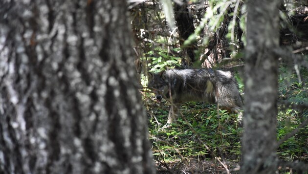 Das Gebiet rund um Salzburg erstreckt sich über 716.000 Hektar. Für einen Wolf ist es demnach ein Leichtes, sich in unseren Wäldern zu verstecken. (Bild: Honorar)