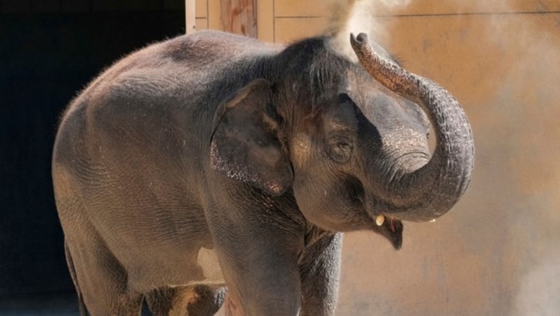 „Shaunzi“, eine Elefantendame im Zoo von Los Angeles, stammt aus einem Zirkus. Wildtiere werden in dem US-Bundesstaat künftig nicht mehr in der Manege auftreten dürfen. (Bild: AP)
