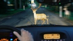 Auf burgenländischen Straßen wurden rund 8500 Wildtiere bei einem Verkehrsunfall getötet. Das sind 350 mehr als im Jahr 2019. (Bild: Honorar)