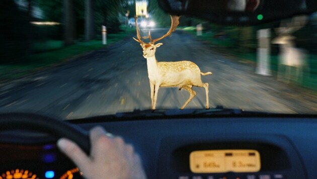 Auf burgenländischen Straßen wurden rund 8500 Wildtiere bei einem Verkehrsunfall getötet. Das sind 350 mehr als im Jahr 2019. (Bild: Honorar)