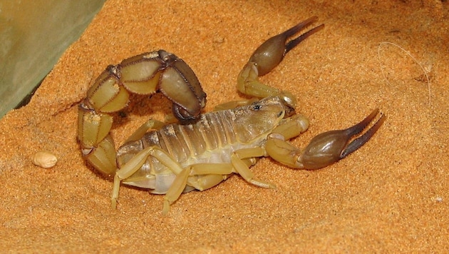 Ein Skorpion der Gattung Androctonus australis (Bild: Wikipedia/HTO)