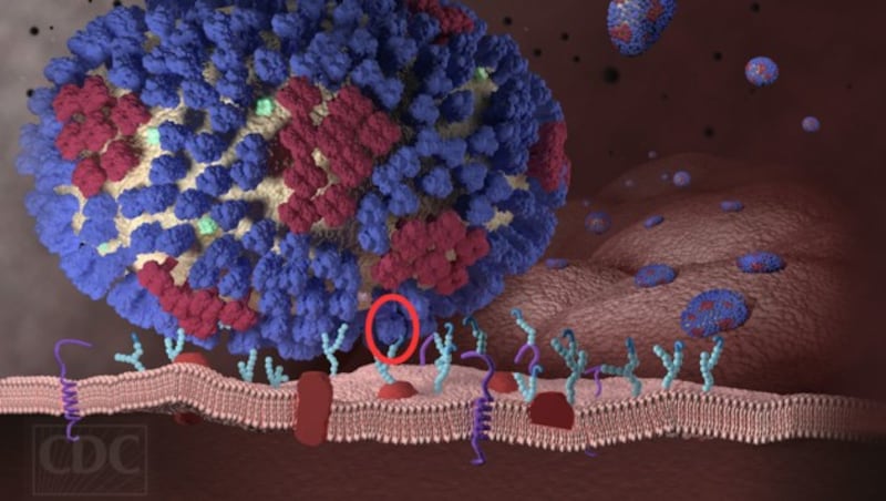 Künstlerische Illustration: Ein Influenza-Virus. Der Eiweißstoff Hämagglutinin ist rot markiert. (Bild: CDC, krone.at-Grafik)