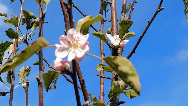 Ein blühender Apfelbaum in der Oststeiermark (Bild: Christa Blümel)