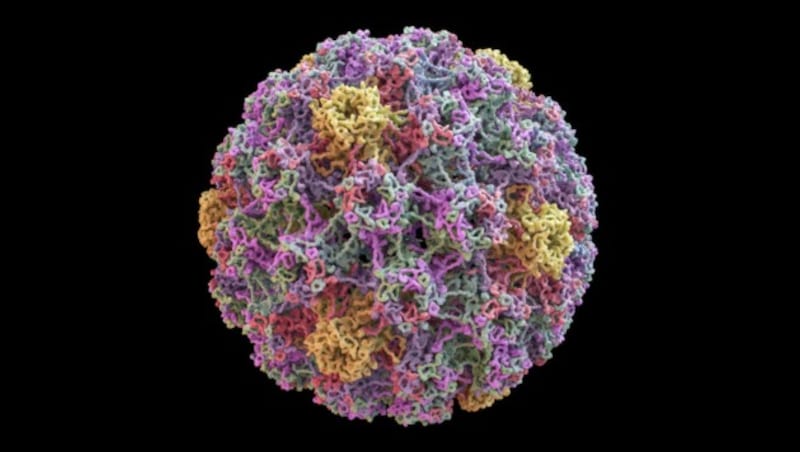 Künstlerische Darstellung eines HPV-Virus. (Bild: Yabusaka/stock.adobe.com)