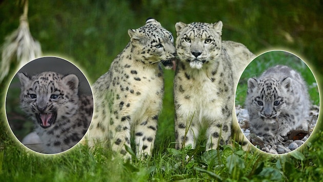 Im Doppelpack: Erfreulicher Nachwuchs bei den Schneeleoparden im Zoo Salzburg (Bild: Zoo Salzburg)