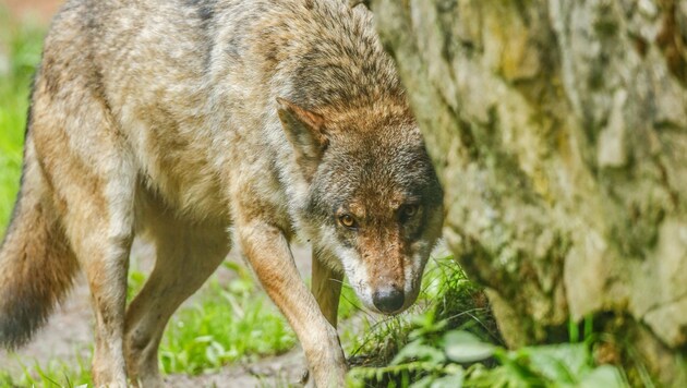 Ein Wolf ist samt eines toten Tieres auf einem Video zu sehen (Bild: Gerhard Schiel)