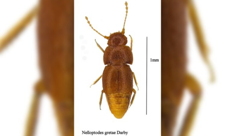 Nelloptodes gretae wurde nach Klimaaktivistin Greta Thunberg benannt. (Bild: AP, krone.at-Grafik)