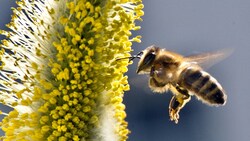 Laut Hersteller handelt es sich um den weltweit ersten zugelassenen Impfstoff für Bienen. (Bild: APA/dpa/Boris Roessler)