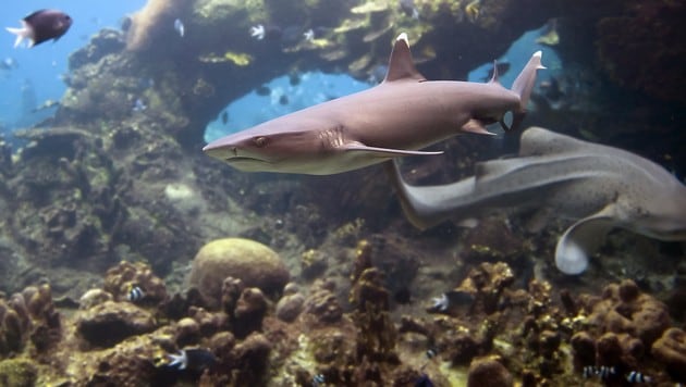 Haie beim Great Barrier Reef (Bild: stock.adobe.com (Symbolbild))