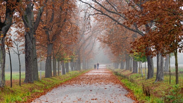 Herbst- und Allerheiligenstimmung: Frostig und nass wird das Wetter in der Steiermark (Bild: Brenek Malena)