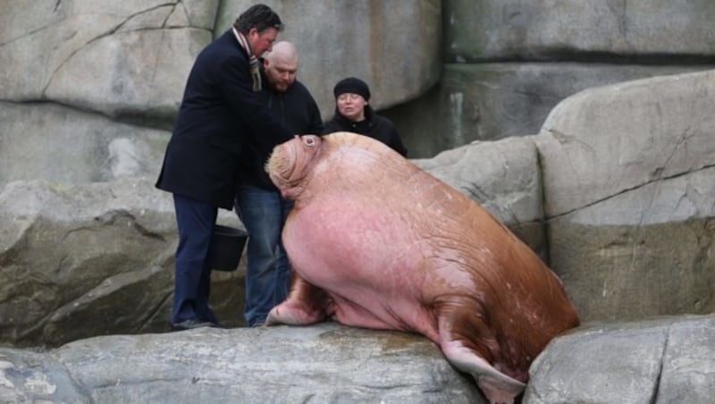 Stephan Hering-Hagenbeck im Jahr 2013 mit zwei Pflegern und Walross „Odin“ im Hamburger Zoo Hagenbeck (Bild: AFP)