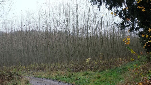 Diese 20.000 Bäume wurden vor acht Jahren gepflanzt, nun müssen sie gerodet werden. (Bild: Einöder Horst)
