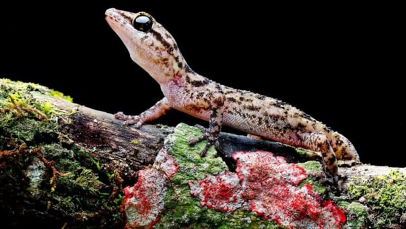 Ein Gecko (Bild: Tropical Herping/Lucas Bustamante)