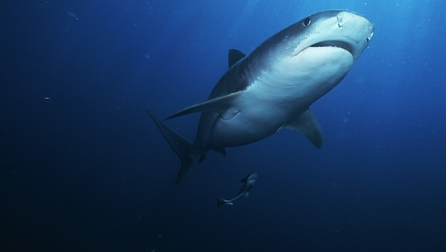 Symolbild: Ein Tigerhai (Galeocerdo cuvier) im offenen Meer (Bild: stock.adobe.com)