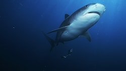 Der Tigerhai gilt laut der Umweltschutzorganisation WWF als Müllschlucker - sogar Blechdosen wurden bereits in seinem Magen entdeckt. Menschen zählen nicht zu seiner Beute. (Bild: stock.adobe.com)