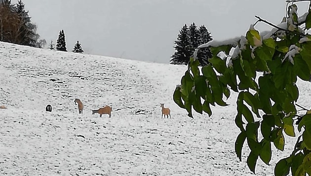 Hanni Aschbachers Ziegen genießen den Spaß im Schnee. (Bild: Aschbacher)