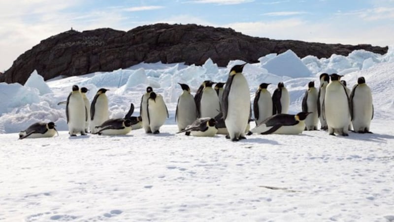 Kaiserpinguine (Bild: Woods Hole Oceanographic Institution/Stephanie Jenouvrier)