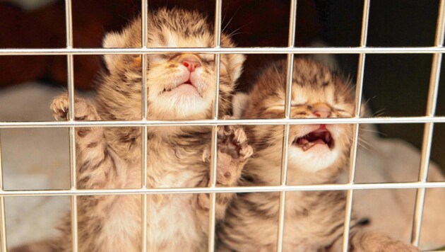 Krank, ungewollt, vernachlässigt - viele Katzenbabys haben gar keine Chance (Bild: Jürgen Radspieler)