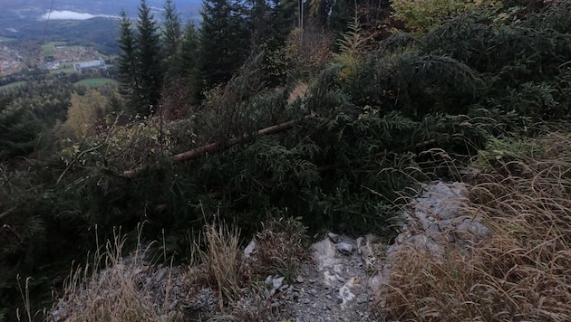 So sieht es aktuell unterhalb der Seilbahn aus - gefällte Bäume versperren den Trassenweg (Bild: Hirtenfellner)