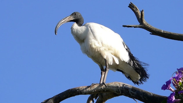 Ein Heiliger Ibis (Bild: Wikipedia/Christiaan Kooyman (Gemeinfrei))