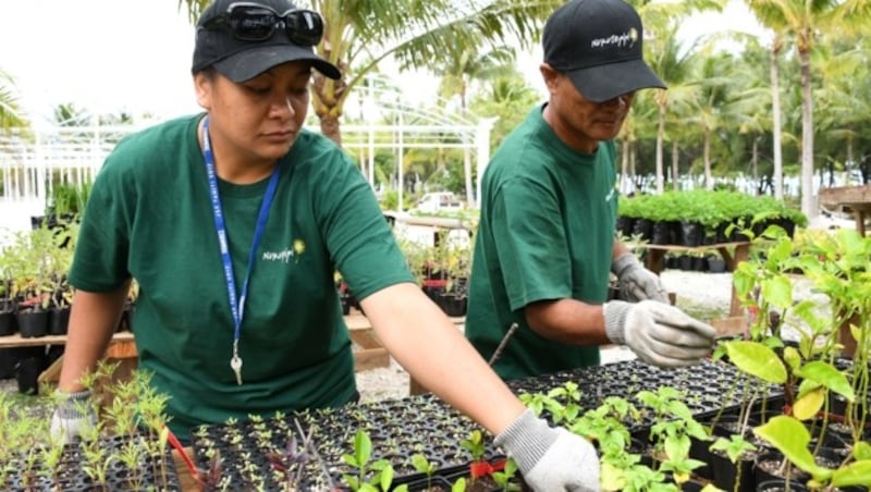 Auf Nukutepipi wird auch Obst und Gemüse angebaut - das natürlich legal. (Bild: AFP)