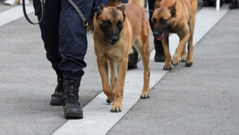 Belgische Schäferhunde bei einer Übung in Deutschland (Bild: stock.adobe.com)