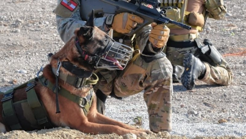 Ein Belgischer Schäferhund des Jagdkommandos (Bild: Bundesheer/Pusch)