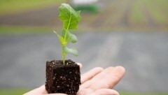 Heimisches Gemüse könnte heuer früher in den Supermärkten landen, für Obst sieht es hingegen weniger rosig aus. (Bild: Maurice Shourot)