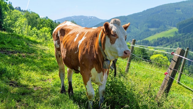 Auch in der Steiermark leben nicht alle Rinder auf der Weide - aber die Tierschutzstandards sind vergleichsweise sehr hoch. (Bild: Krivograd)