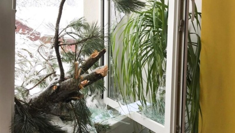 Zu wuchtig war der Baum, er brach das Fenster in einer Osttiroler Schule durch. (Bild: Brunner Images)