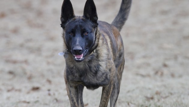 Ein holländischer Schäferhund, wie sie auch bei der Polizei im Einsatz sind (Bild: stock.adobe.com)