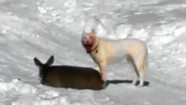 Dieses Foto machte tief betroffen: Ein frei laufender Hund riss mitten auf einer Piste ein hilfloses Reh! (Bild: Facebook.com/Urabl)