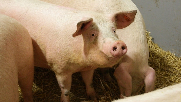 Ein Vater-Sohn-Gespann stahl ein Schwein in Niederösterreich und richtete es schlimm zu. (Bild: APA/HELMUT FOHRINGER)