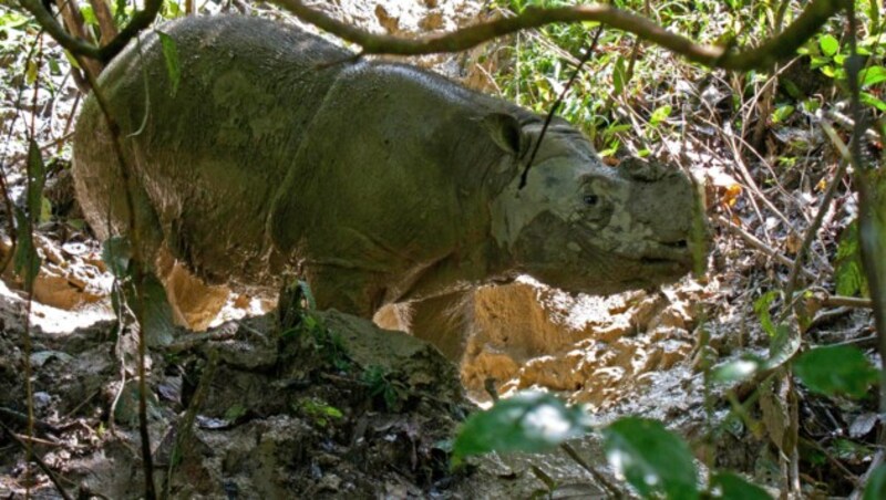 Dieses Sumatra-Nashorn wurde im Jahr 2013 fotografiert. (Bild: APA/dpa/John Grafilo)