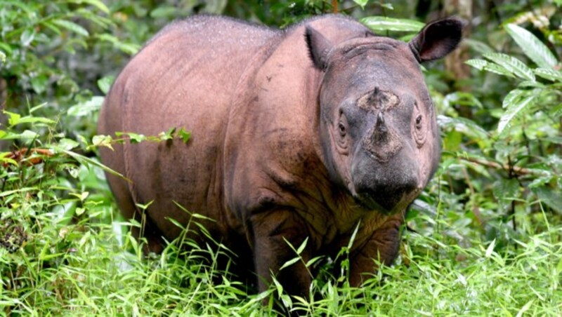 Ein Sumatra-Nashorn-Bulle (Bild: AFP)