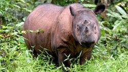 Ein Sumatra-Nashorn-Bulle (Bild: AFP)