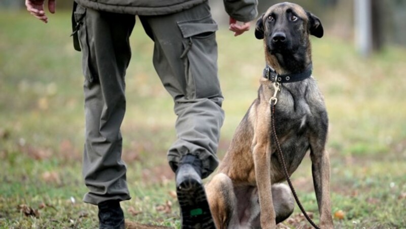 Ein Militärhund mit Ausbildner im Militärhundezentrum Kaisersteinbruch (Bild: APA/GEORG HOCHMUTH)