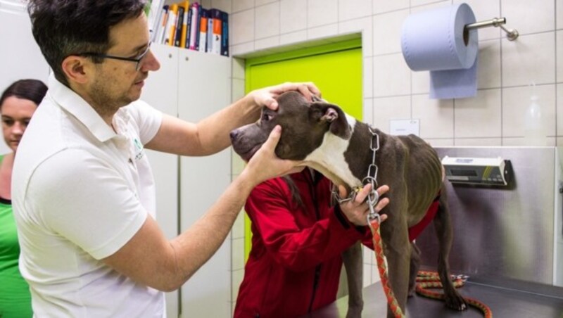 Staffrüde „Odin“ ließ sich problemlos untersuchen. (Bild: Nina Zesar/Tiko)