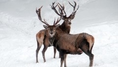 Die Obersteiermark wird dieser Tage zum Winterparadies. (Bild: Jauschowetz Christian)