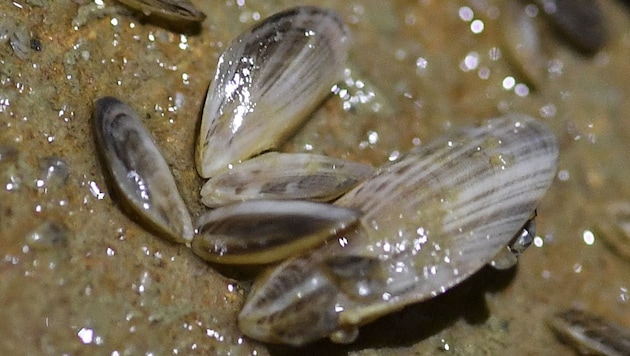 The quagga mussel (Bild: APA/dpa/Patrick Seeger)