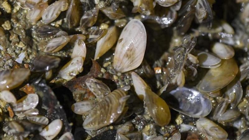 Quagga-Muscheln (Bild: APA/dpa/Patrick Seeger)