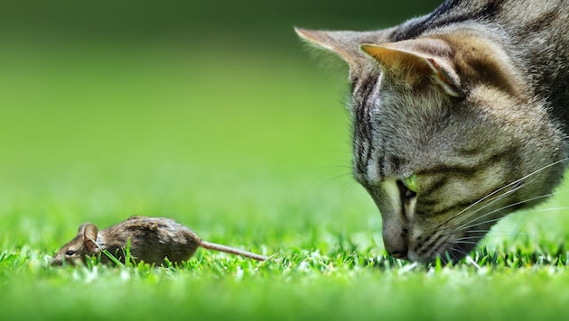 Die Haustiere fressen häufig die vergifteten Mäuse oder Ratten und erkranken so, warnt Tierärztin Cornelia Z’berg aus Kitzbühel. (Bild: EtienneOutram - stock.adobe.com)