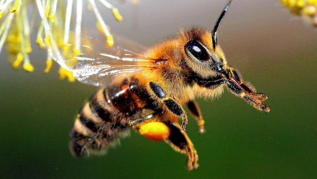 Statt sich auf den Winter einzustellen und ihren Stoffwechsel herunterzufahren sind immer noch viele Bienen unterwegs (Bild: SEPP PAIL)