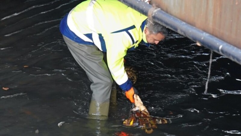 Das Kreuz taucht unter der Wasseroberfläche auf. (Bild: Sepp Pail)