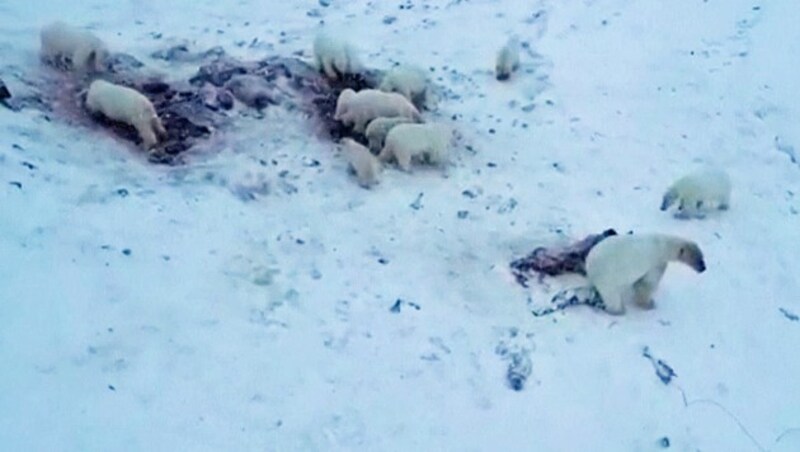 Eine Drohne filmte die Tiere nahe des Dorfs Ryrkaipij. (Bild: KameraOne)