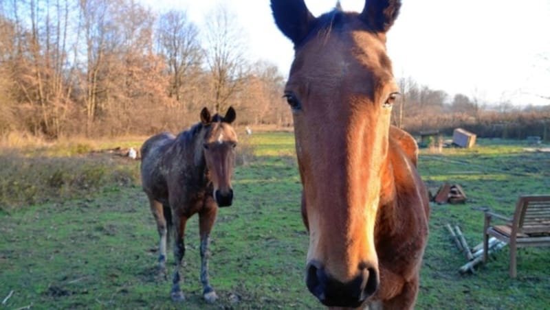 Die zwei gequälten, nicht reitbaren Pferde suchen gemeinsam ein gutes Daheim (Händler zwecklos). (Bild: Fulterer Claudia)